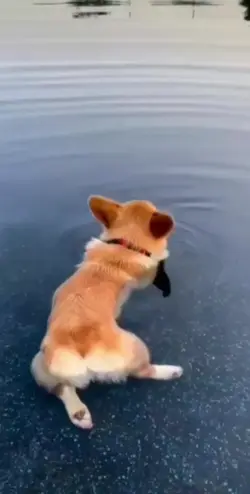 CUTE PUPPY