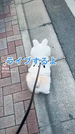 ライブ告知
