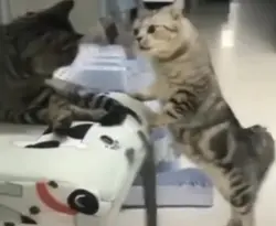 KUCING LUCU |partend