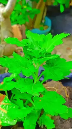 hijau daun 