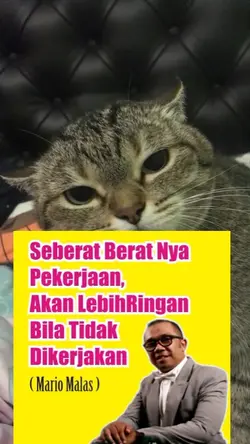 trend kucing meme