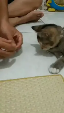kucing pintar