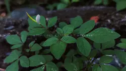 Nature lover