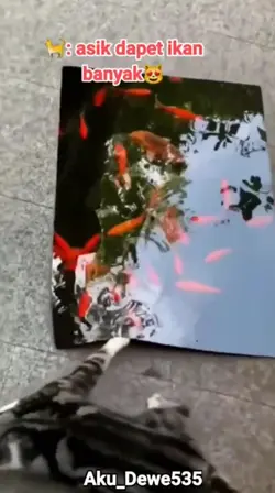 Kucing Dapat Ikan