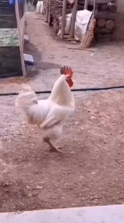 Funny Chicken 