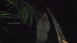 mentahan pocong 