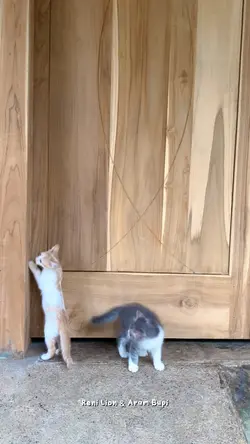 Vlog Kucing
