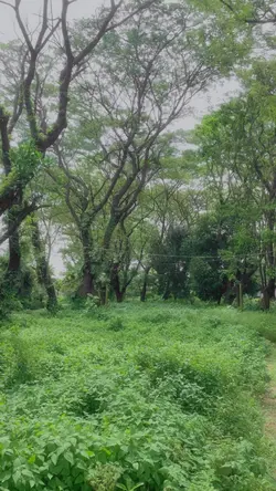 hutan vibes