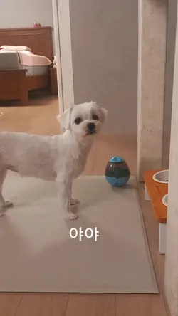 뽀토스트릿파이터