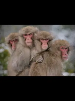 4 friends