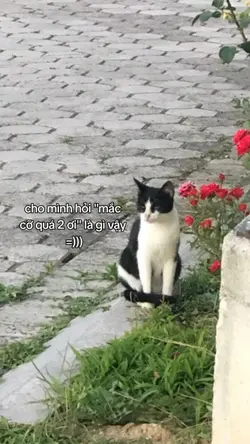 em thắc mắc quá 2 ơi