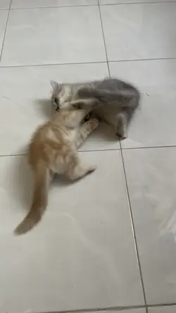 Trời ơi cứu tui
