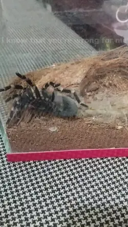 spider