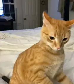 Cat meme