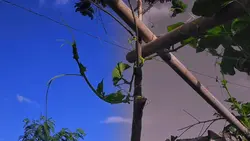 Transisi filter