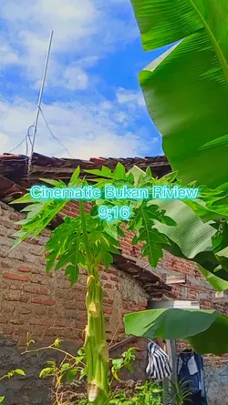 CinematicBukanRiview