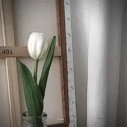tulips..