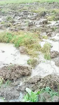 akkaresoki anak muda
