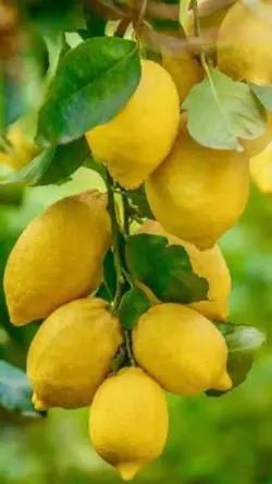 Lemon 