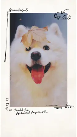 pets