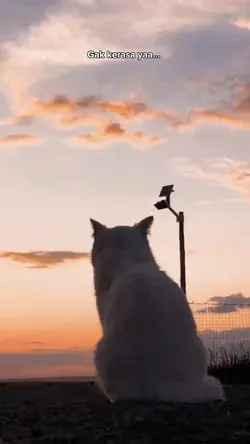 CINEMATIC KUCING