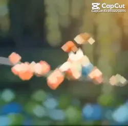 ບ່າວບໍ່ຫລໍ