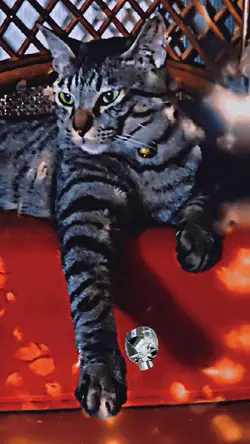 フリー