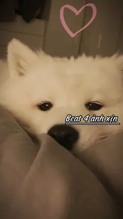 Beat 4 ảnh cute