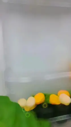 Rak telur tingkat