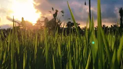 Senja🍁 