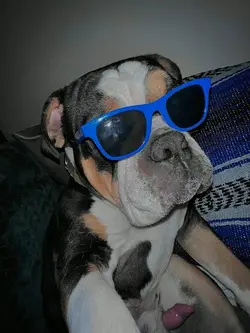 dog ver i know