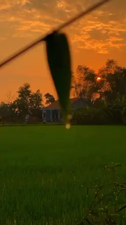 Đồng Quê Buổi Sáng