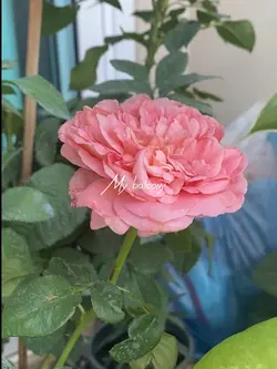 My balcony.