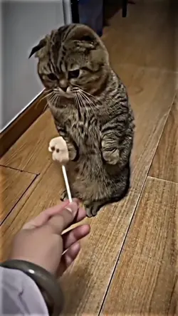 kucing lucu