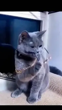 kucing