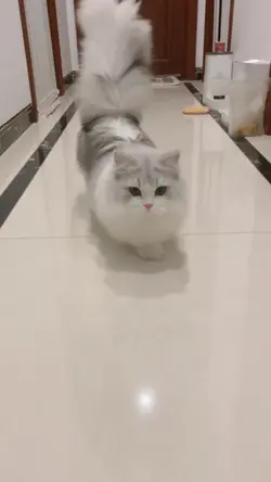 kucing lucu