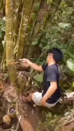 Prank bambu