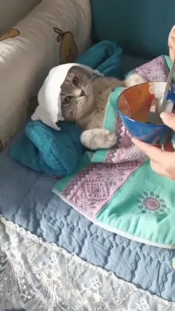 kucing sakit