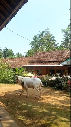 domba kontes