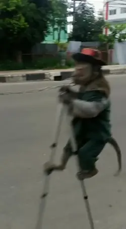 TOPENG MONYET VIRAL