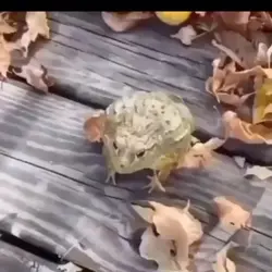Kodok acumalaka