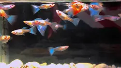 ikan guppy