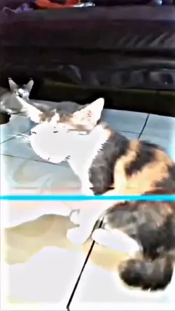kucing lucu