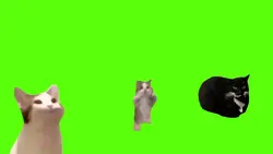 Hapi cat