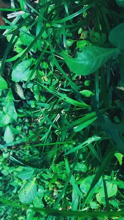 Lagi viral di tiktok