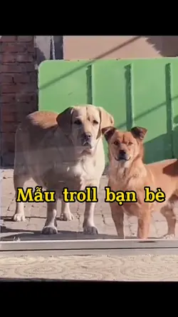 Mẫu troll bạn bè