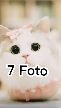  7 Foto transisi