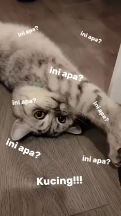 ini apa ini kucing