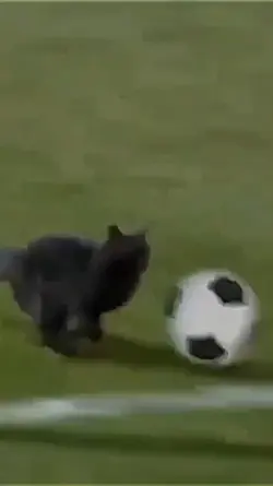 Sikucing Hitam