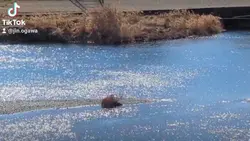 風がきらめきをエフェクトする